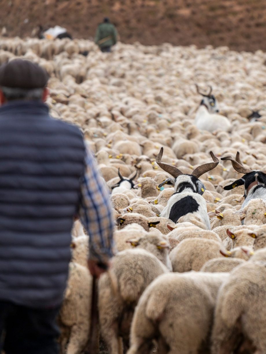 Camino de Lana: Transhumance Experience — 8 & 9 November