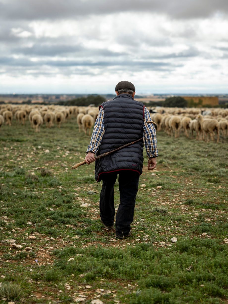 Camino de Lana: Transhumance Experience — 8 & 9 November