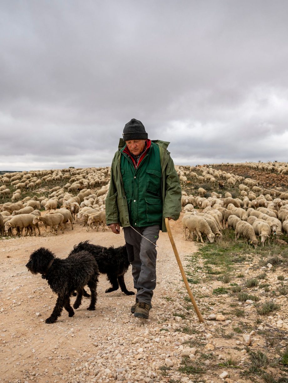 Camino de Lana: Transhumance Experience — 8 & 9 November
