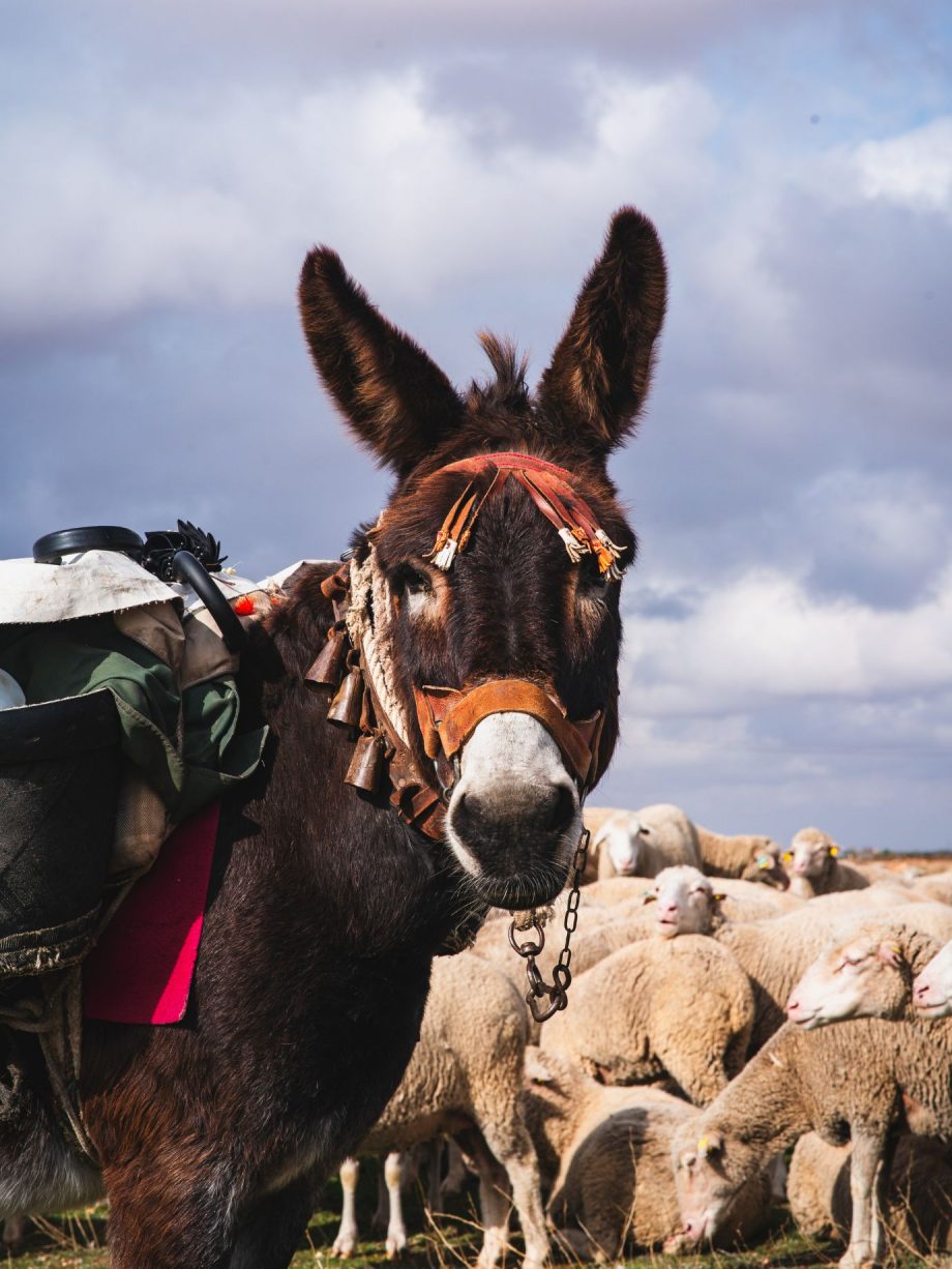 Camino de Lana: Transhumance Experience — 8 & 9 November