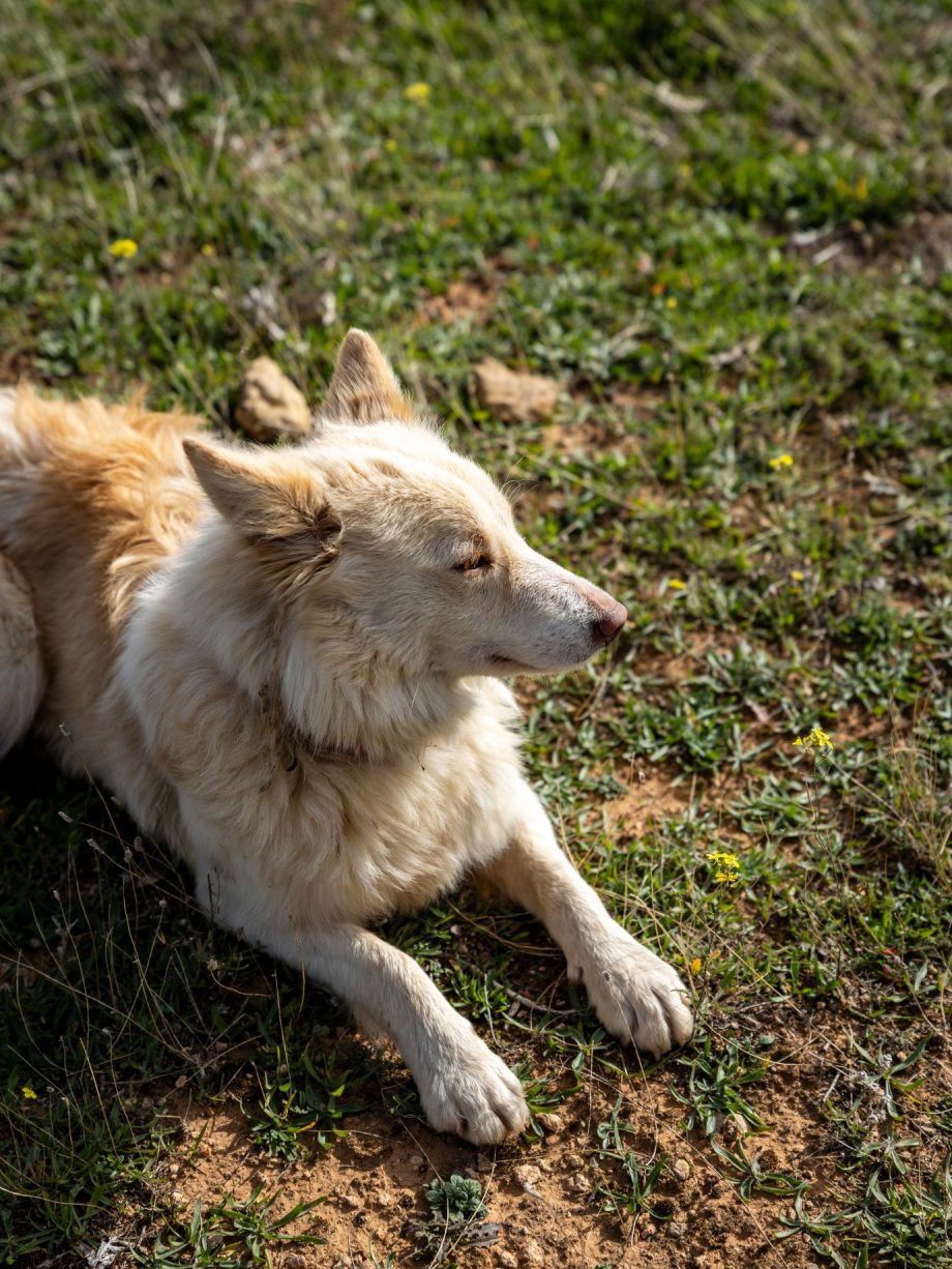 Camino de Lana: Transhumance Experience — 8 & 9 November