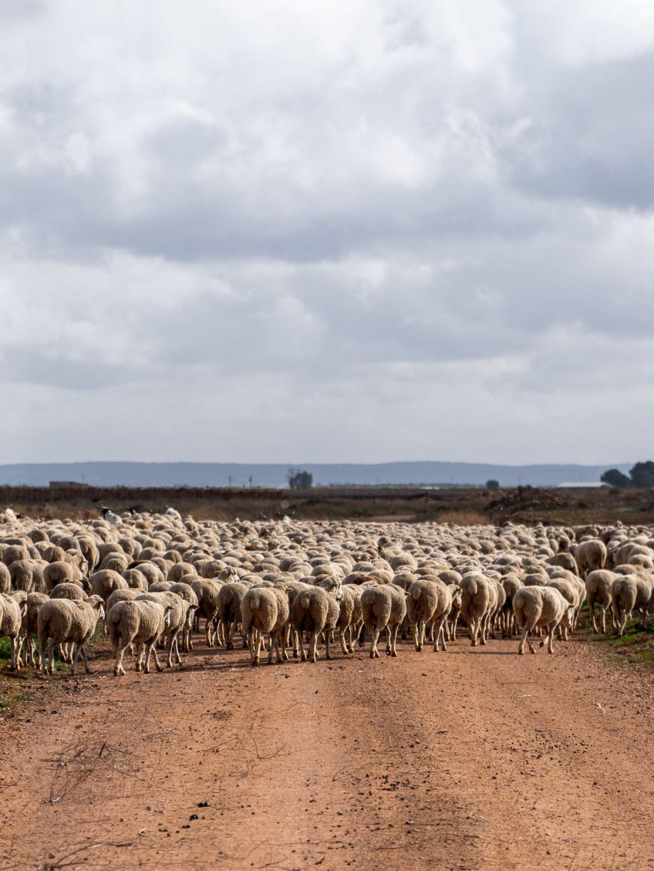 Camino de Lana: Transhumance Experience — 8 & 9 November